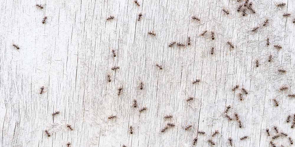 Understanding Ant Behavior- Know Your Enemy