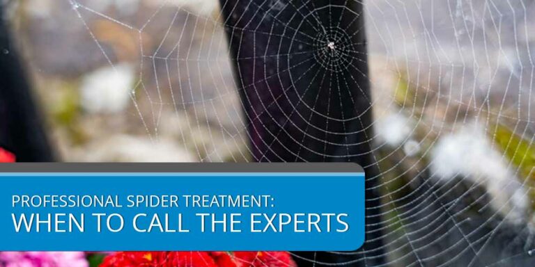 Professional Spider Treatment: When to Call the Experts
