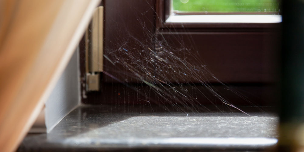 The Advantages of Professional Spider Control